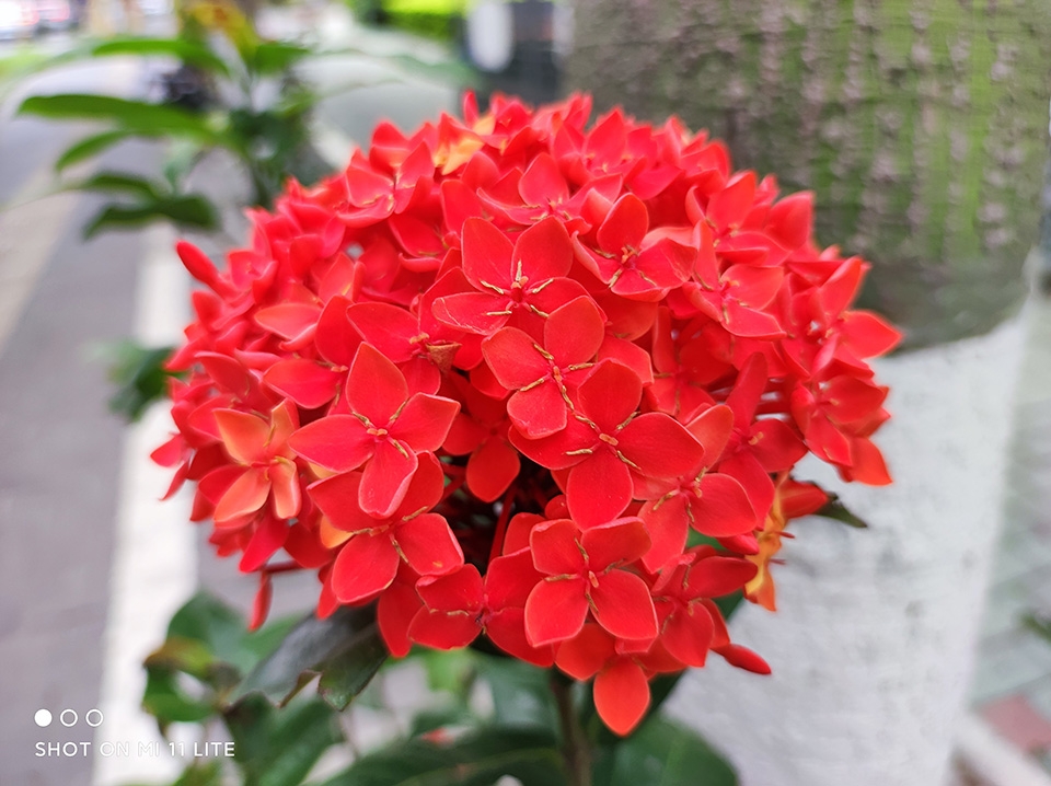 Đánh giá Xiaomi Mi 11 Lite 5G (ảnh 8)