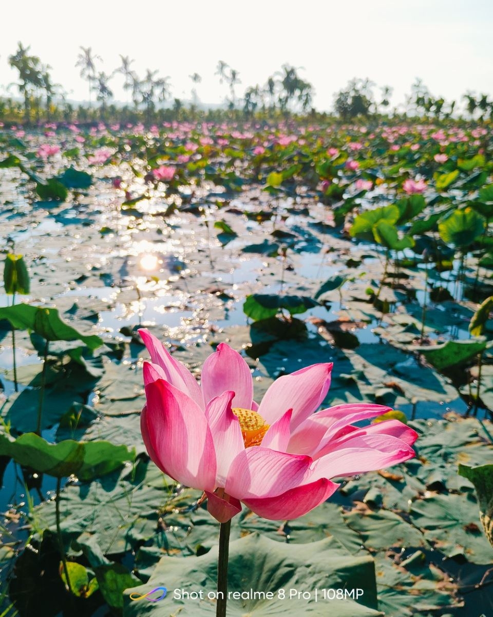 Đồng quê nổi bật với ống kính trên realme 8 Pro - 9