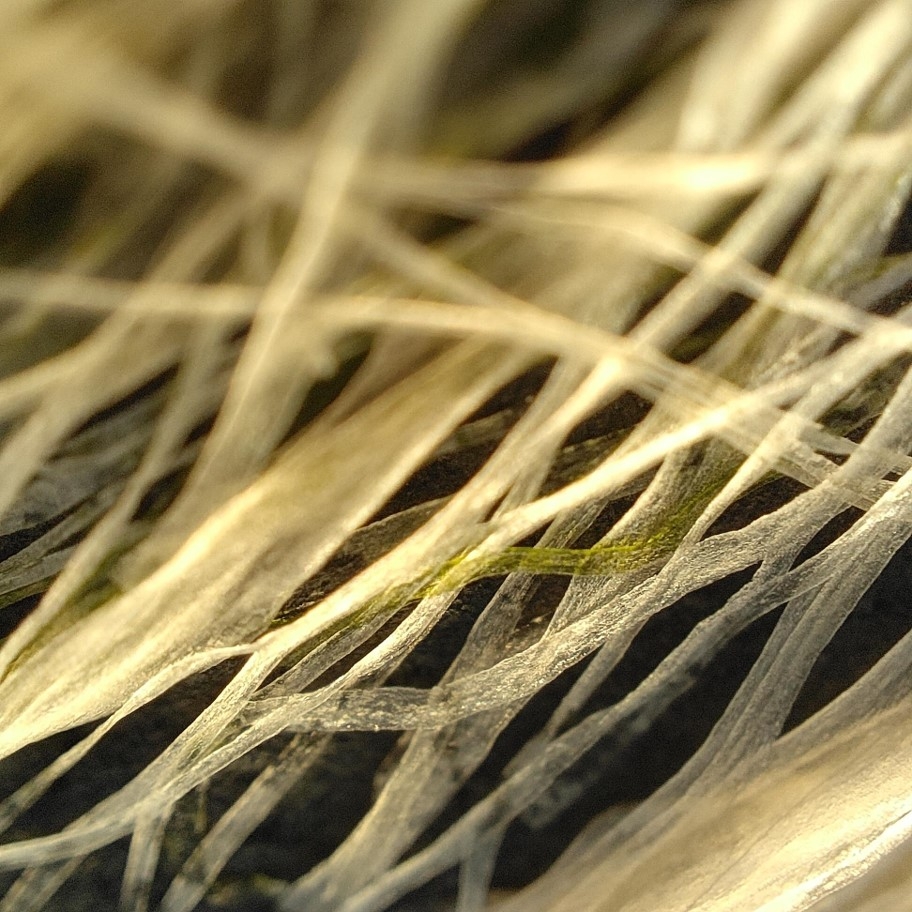 Camera kính hiển vi của OPPO Find X3 Pro chụp hình như thế nào?