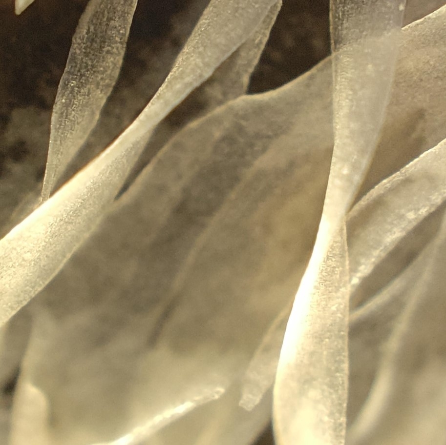 Camera kính hiển vi của OPPO Find X3 Pro chụp hình như thế nào?