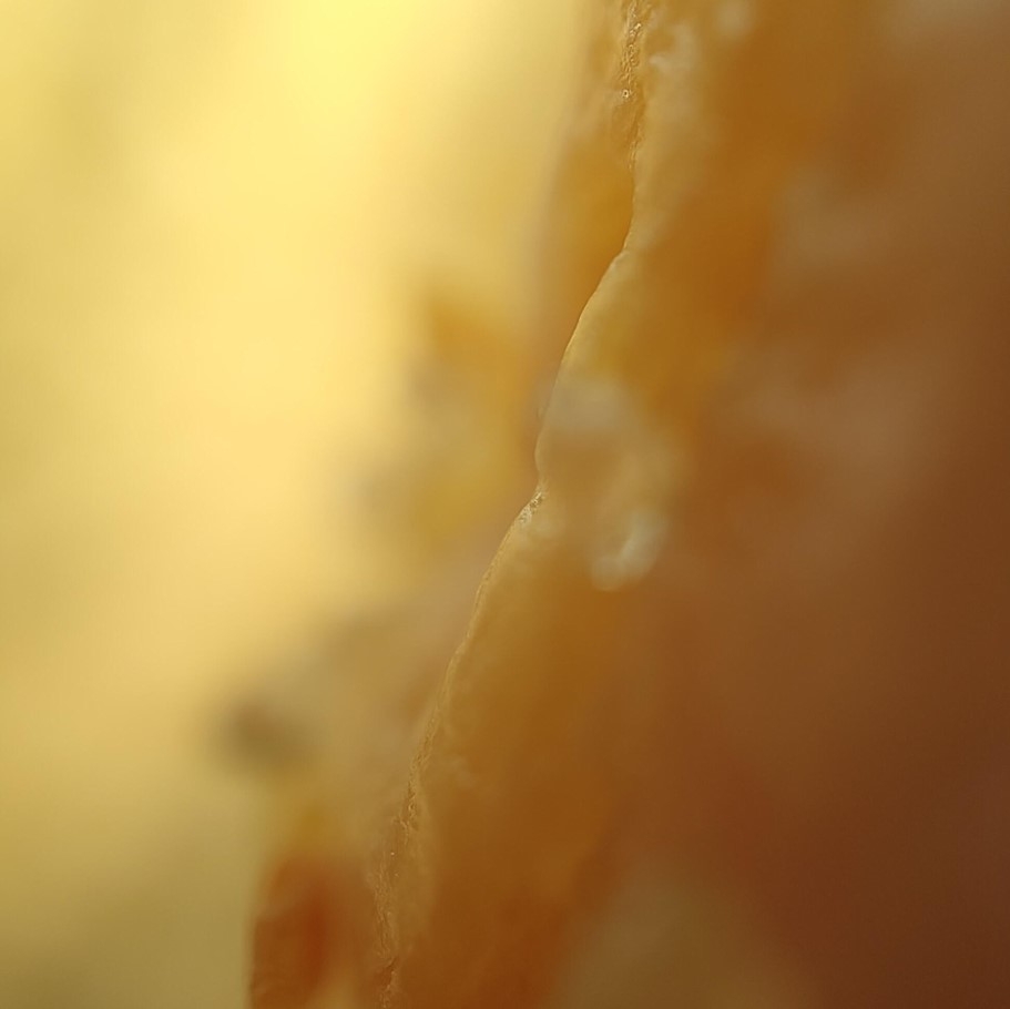 Camera kính hiển vi của OPPO Find X3 Pro chụp hình như thế nào?