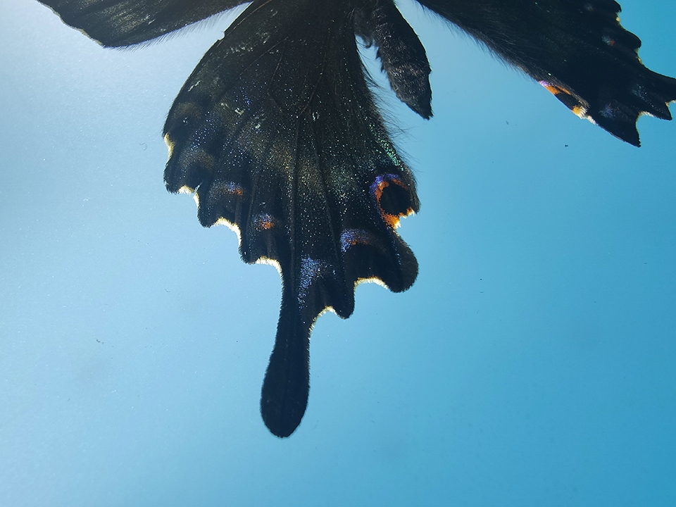 Camera kính hiển vi của OPPO Find X3 Pro chụp hình như thế nào?