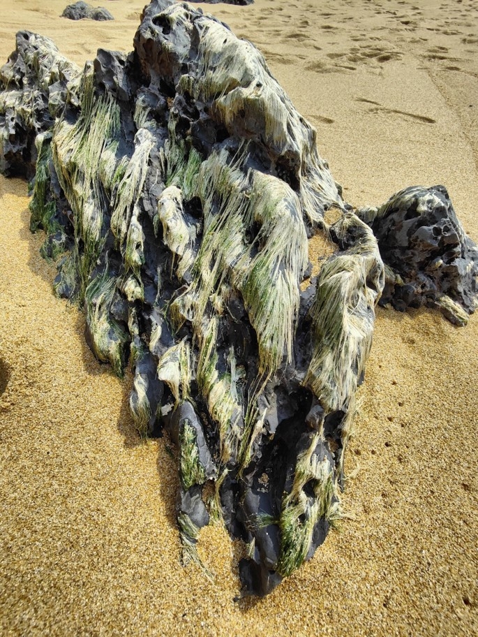 Camera kính hiển vi của OPPO Find X3 Pro chụp hình như thế nào?