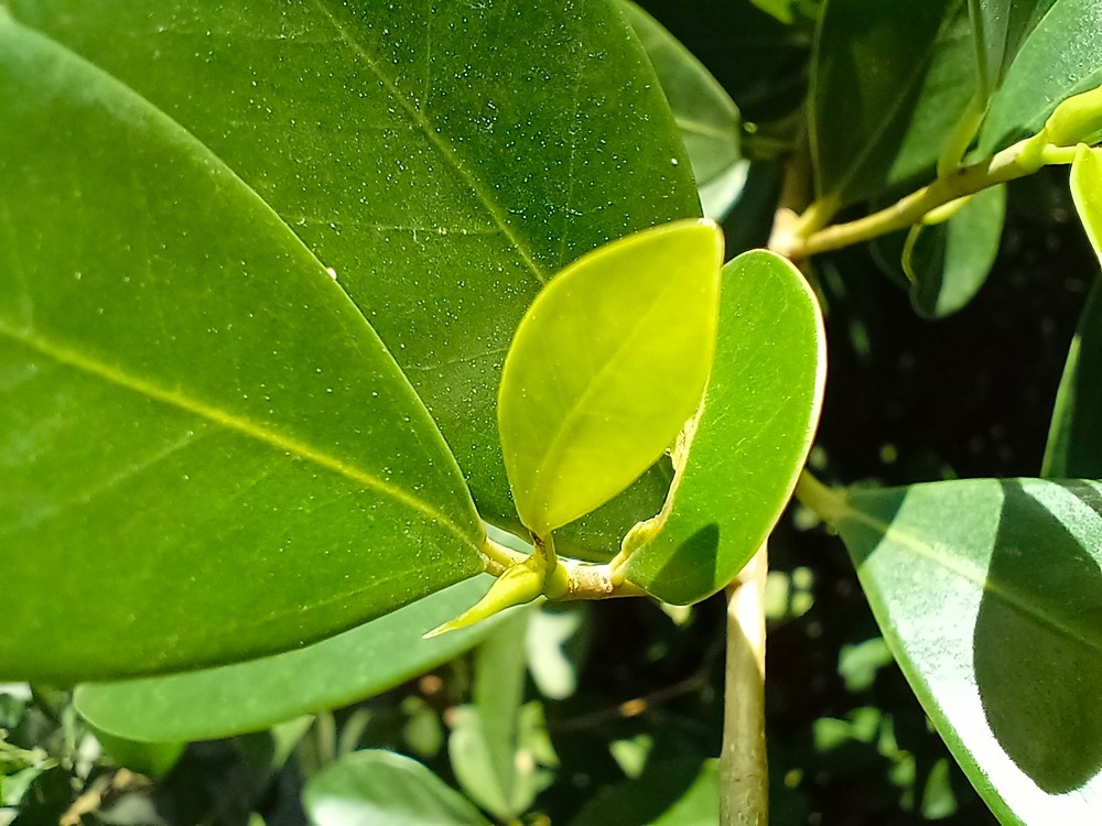 Camera macro có thể bắt được khoảnh khoắc chỉ 4cm