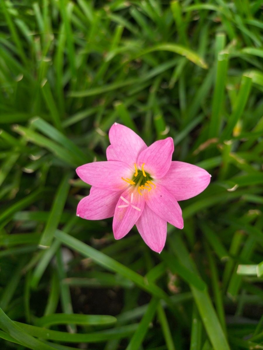 OPPO A74