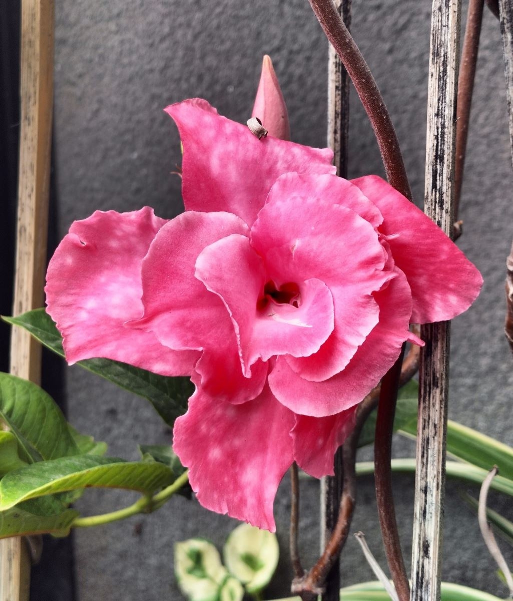 OPPO A74