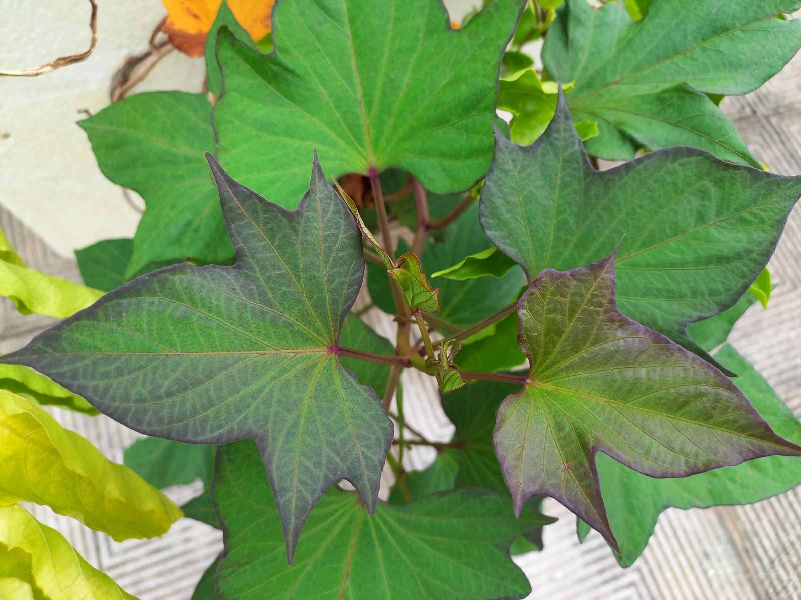 Mùa hè ở nhà trọn vẹn với Samsung Galaxy A22 cùng chống rung quang học OIS