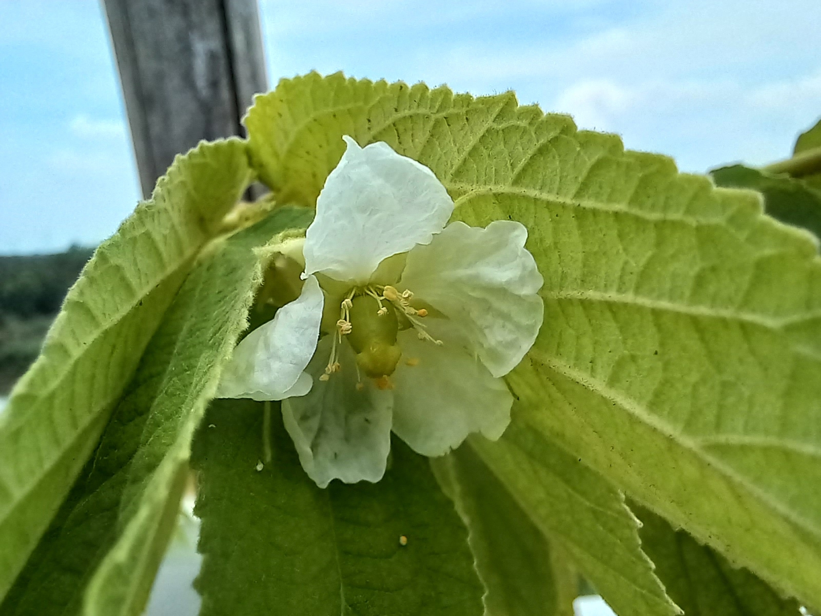 Mùa hè ở nhà trọn vẹn với Samsung Galaxy A22 cùng chống rung quang học OIS