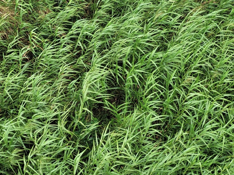 Camera Samsung Galaxy S20 FE