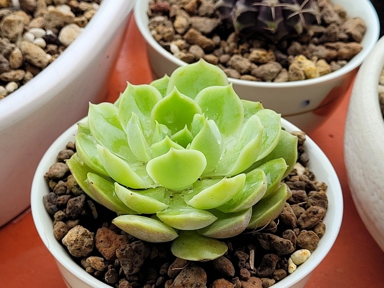 Camera Samsung Galaxy S20 FE