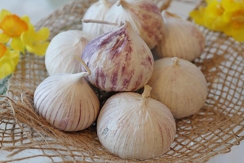 cách làm tỏi đen bằng nồi cơm điện 1