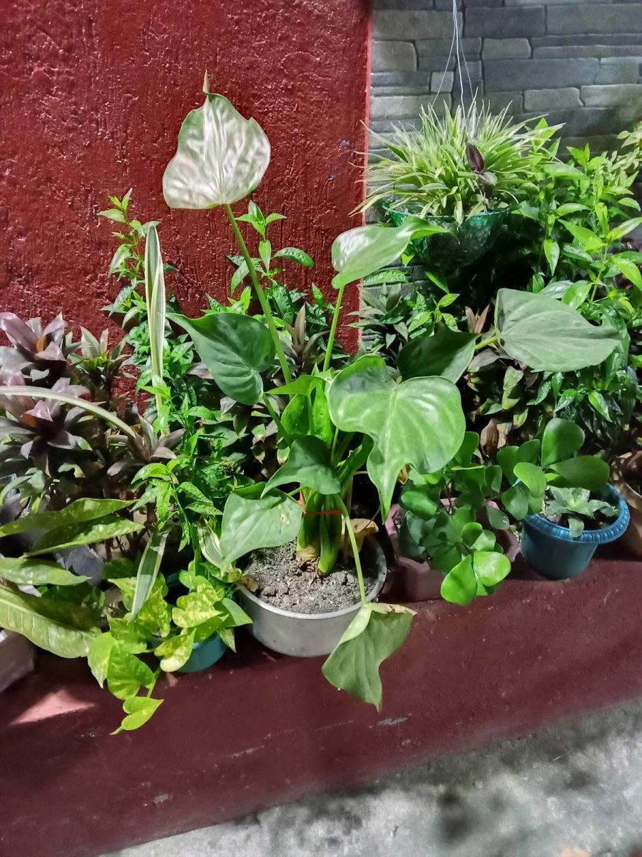 Chế độ chụp đêm trên Nokia G10