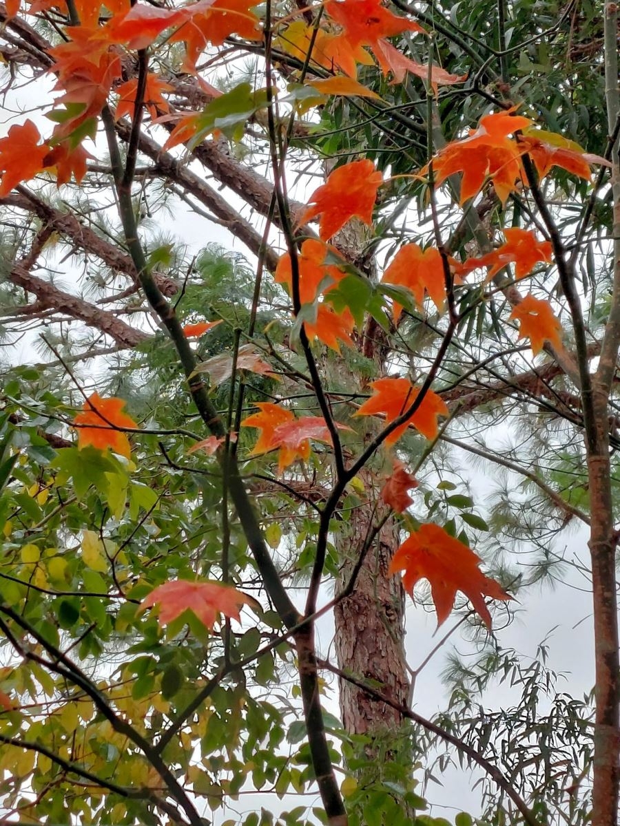 Gói cái se lạnh Đà Lạt ngày đầu năm vào khuôn hình Samsung Galaxy A52s 5G 10