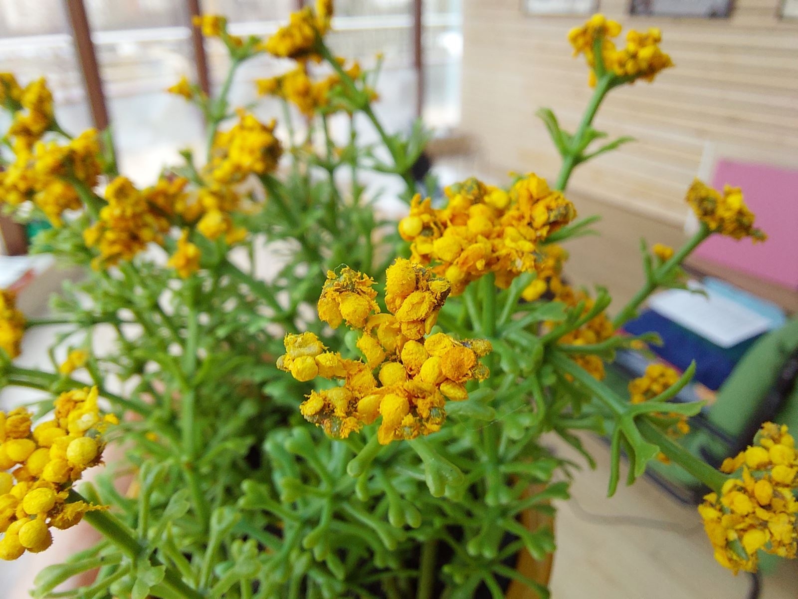 Khả năng chụp hình trên bộ ba camera 64MP Samsung Galaxy M52 5G như thế nào?