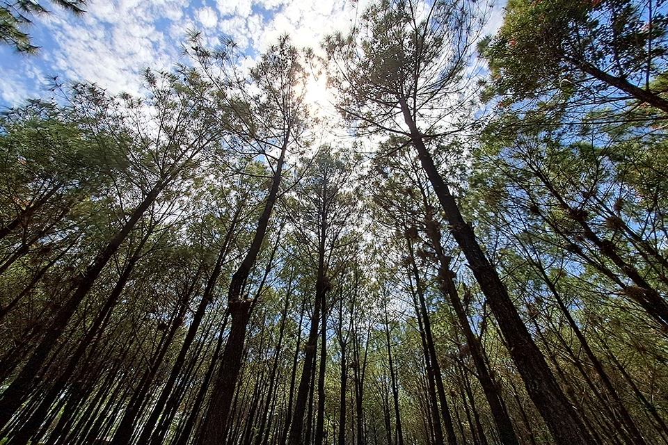 Cảnh sắc Huế đầy chất thơ dưới ống kính chống rung quang học của Samsung Galaxy A33 5G 30