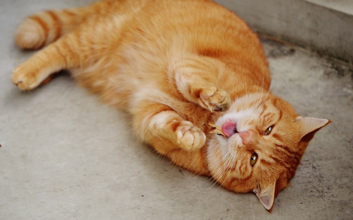 Hình nền máy tính 4K cute 1