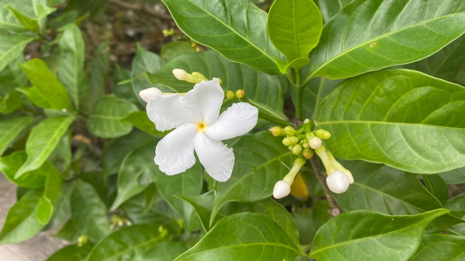 iPhone 11 năm 2022 còn đáng mua 9