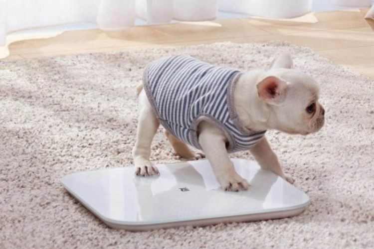 Cân điện tử Xiaomi Mi Scale 2 thiết kế nhỏ gọn, đơn giản