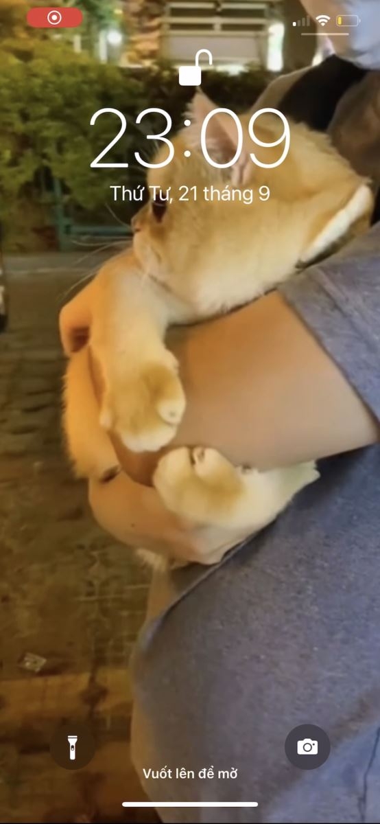 Cách lấy video TikTok làm hình nền trên iOS 4