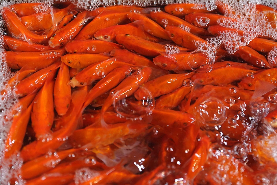 Cúng ông Táo ở 3 miền - Ảnh 04