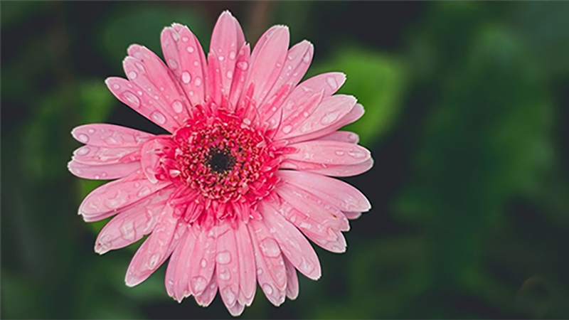 Mẹo chụp ảnh đẹp ngày tết trên điện thoại (Ảnh 3)