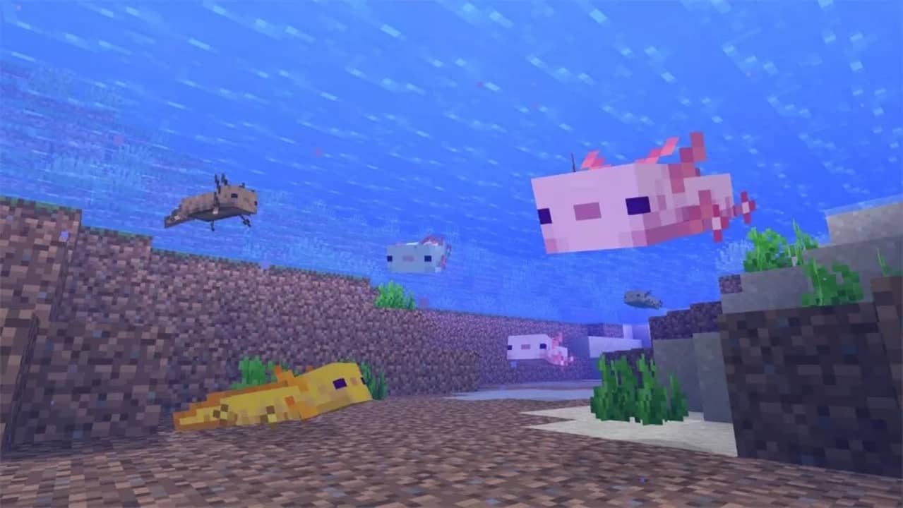 Cách tìm Axolotl Minecraft