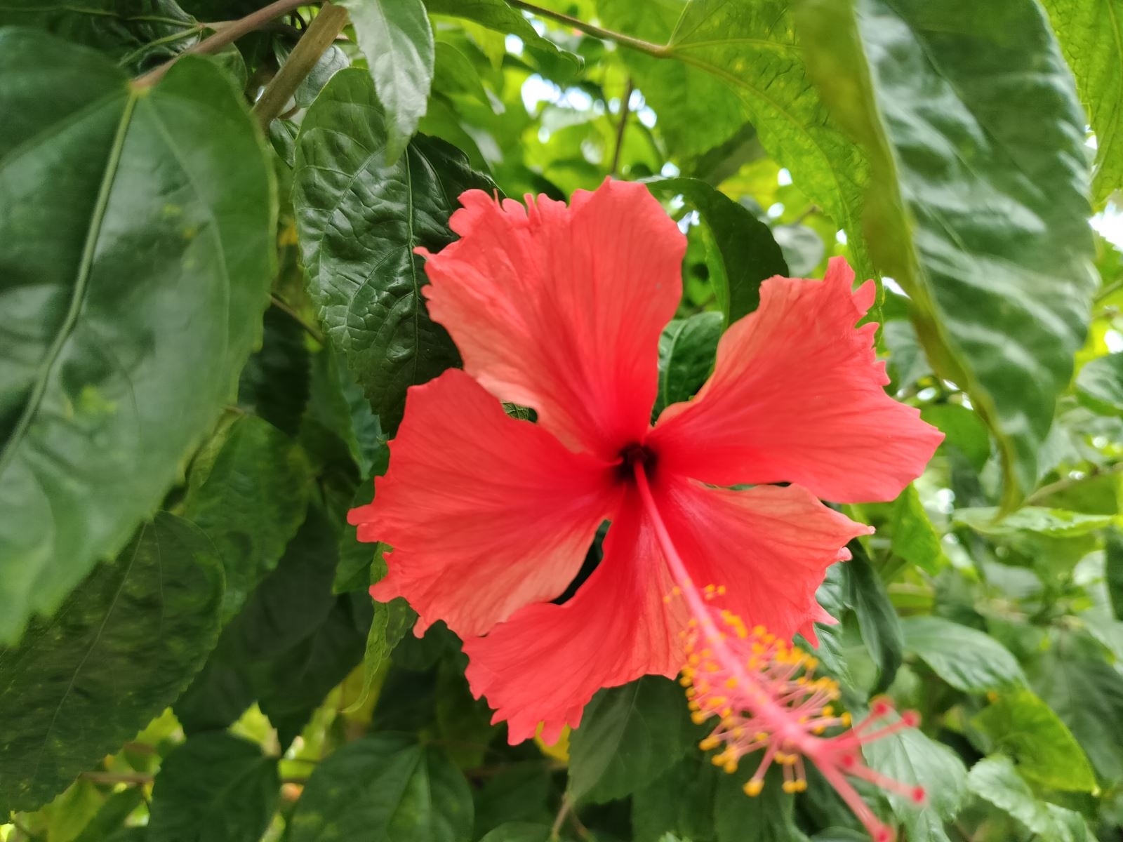 Đánh giá OPPO Reno8 T 5G: Điện thoại Reno đáng mua nhất nửa đầu năm 2023!