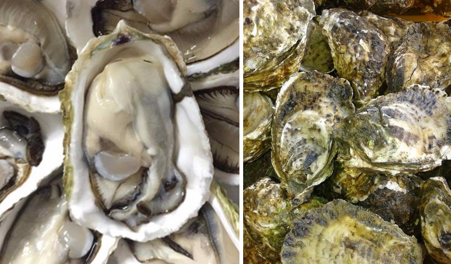 Cách làm hàu nướng mỡ hành bằng lò vi sóng