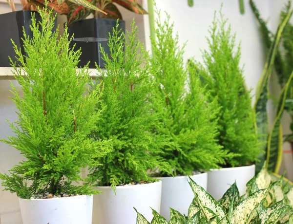 6 cách đuổi muỗi tại nhà có thể bạn chưa biết!