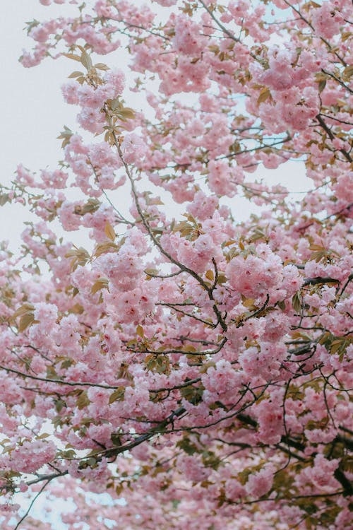 Chia sẻ 30+ hình nền màu hồng đẹp, dễ thương cho điện thoại