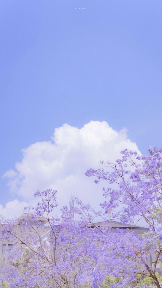 Bộ sưu tập 30+ hình nền Zalo đẹp và dễ thương