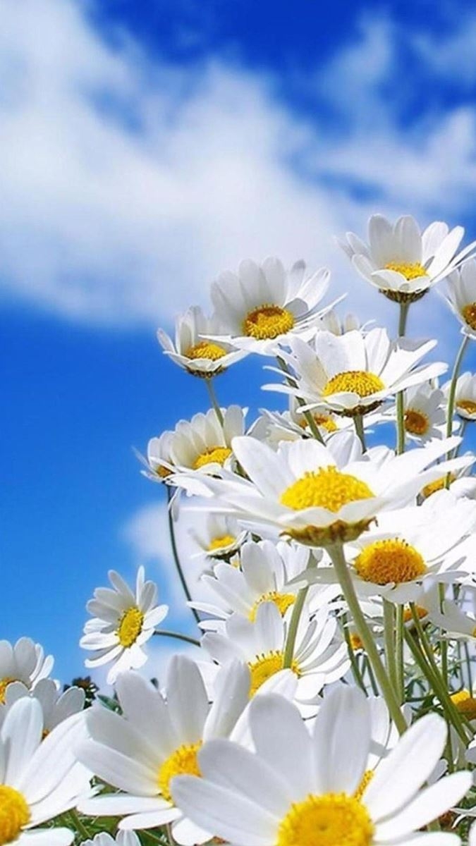 Bộ sưu tập 30+ hình nền Zalo đẹp và dễ thương