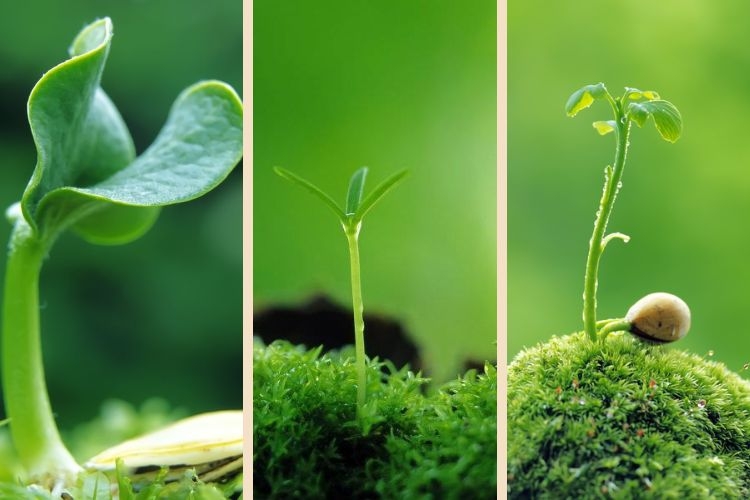  hình nền mầm non đẹp cho điện thoại
