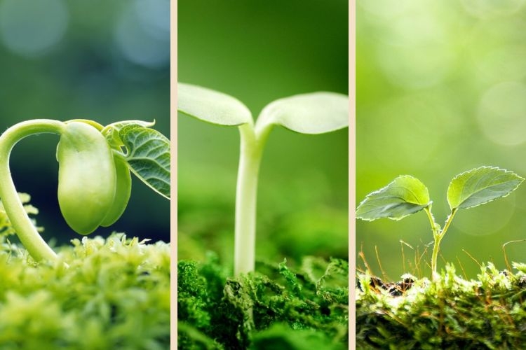  hình nền mầm non đẹp cho điện thoại