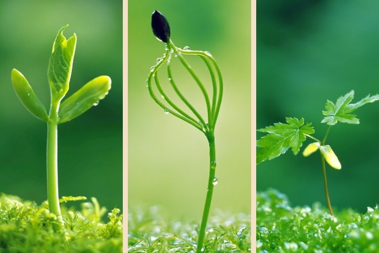  hình nền mầm non đẹp cho điện thoại