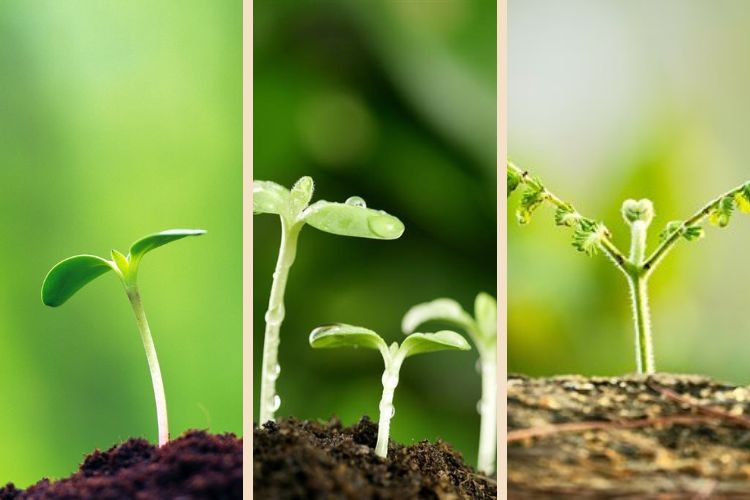  hình nền mầm non đẹp cho điện thoại