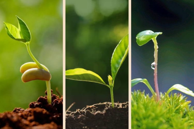  hình nền mầm non đẹp cho điện thoại