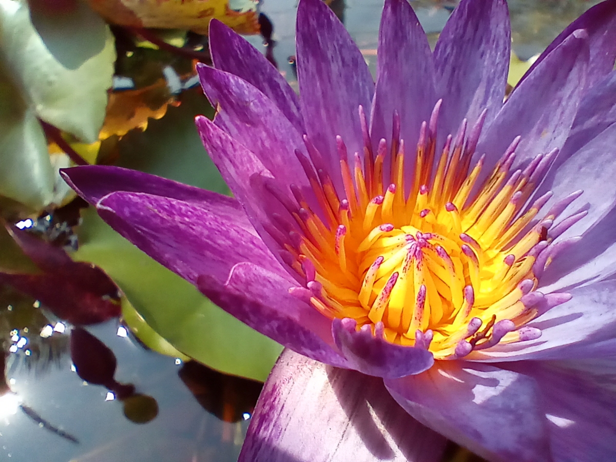 Ảnh từ camera macro của Honor X8A