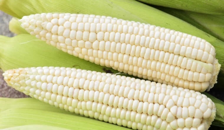 luộc ngô bằng nồi cơm điện (ảnh 2)