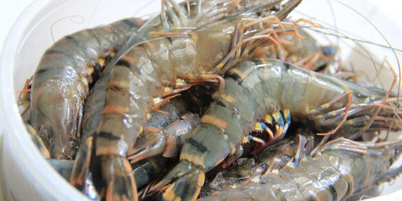 Làm ruốc tôm bằng nồi chiên không dầu