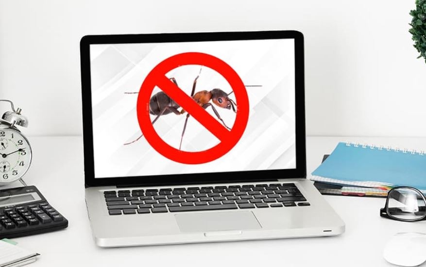 Kiến chui vào laptop 1