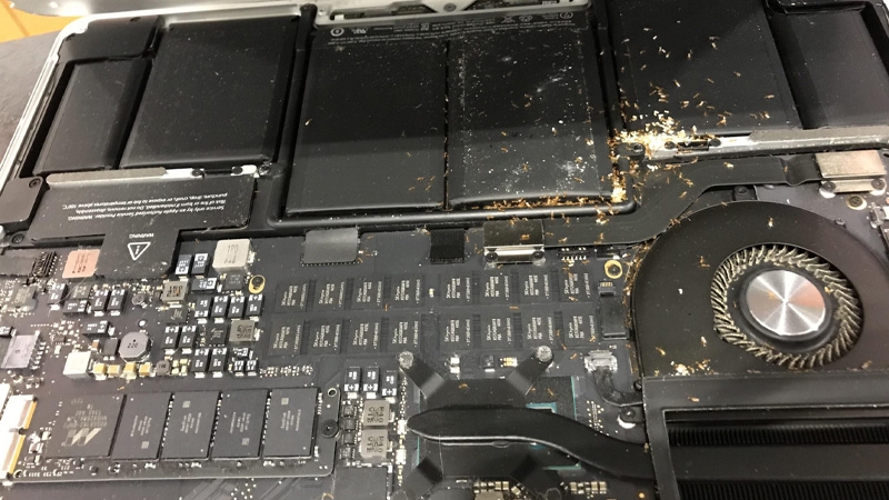 Kiến chui vào laptop 2