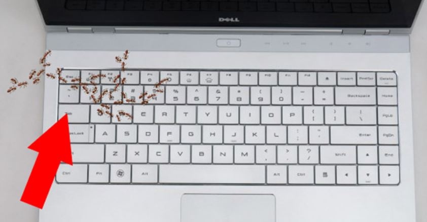 Kiến chui vào laptop 4