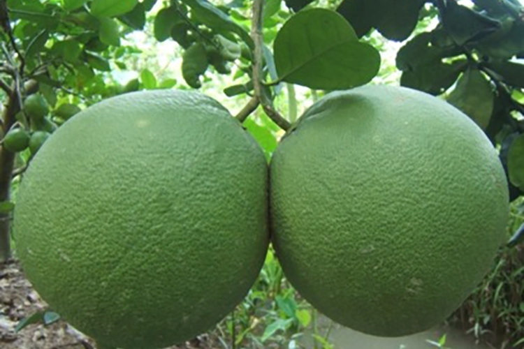 Chia sẻ cho chị em bí quyết nấu chè bưởi ngon, không bị đắng để giải nhiệt mùa hè (Hình 2)