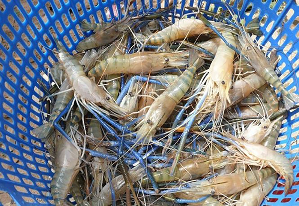 tôm càng xanh - hình 2