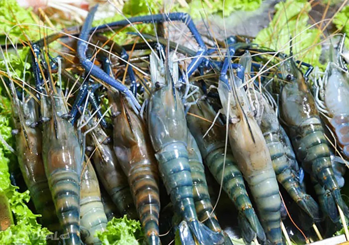 tôm càng xanh - hình 5