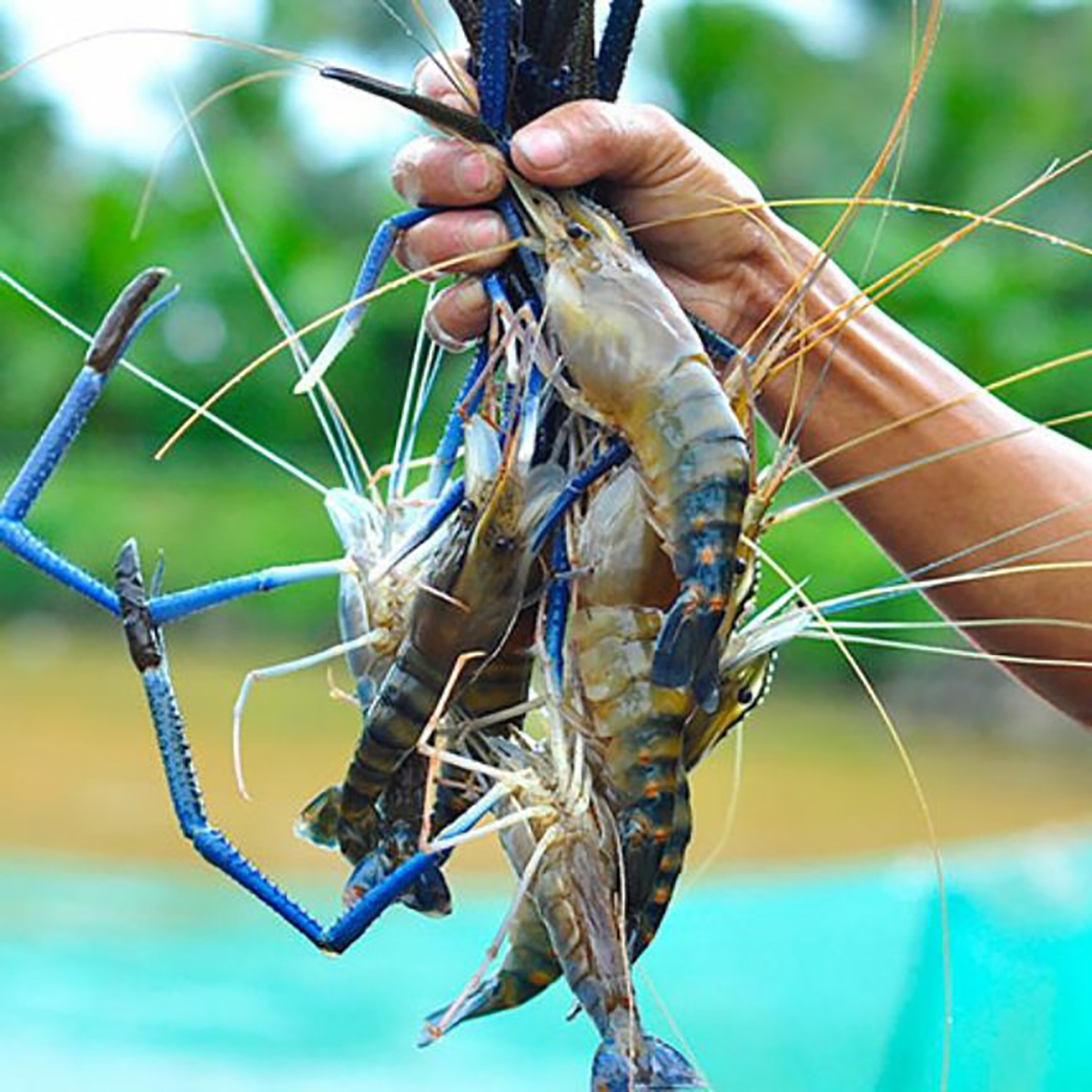 tôm càng xanh - hình 3