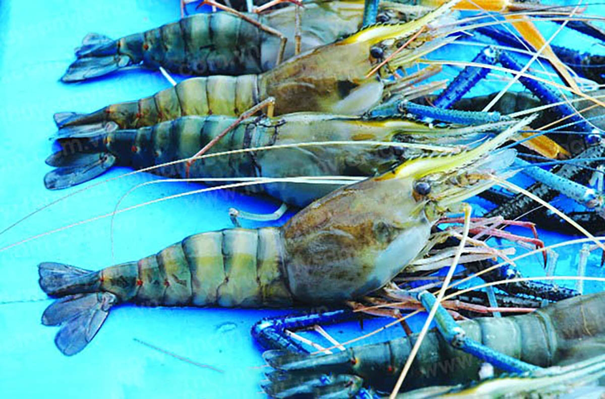 tôm càng xanh - hình 4