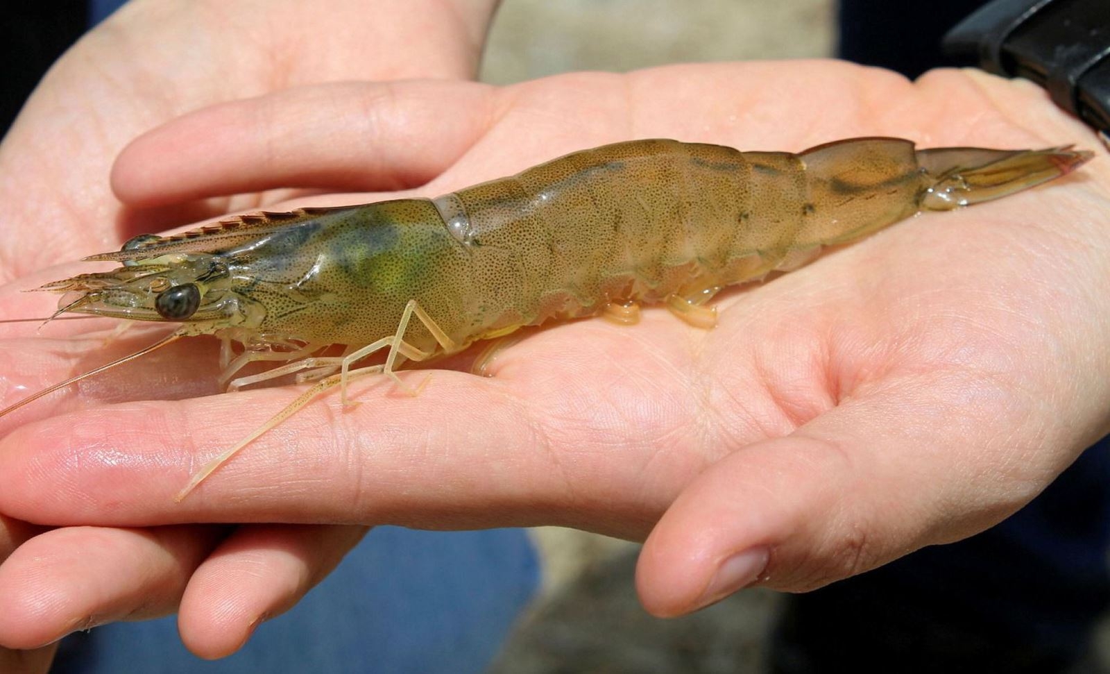 Tôm thẻ có nguồn gốc từ vùng biển phía đông Thái Bình Dương