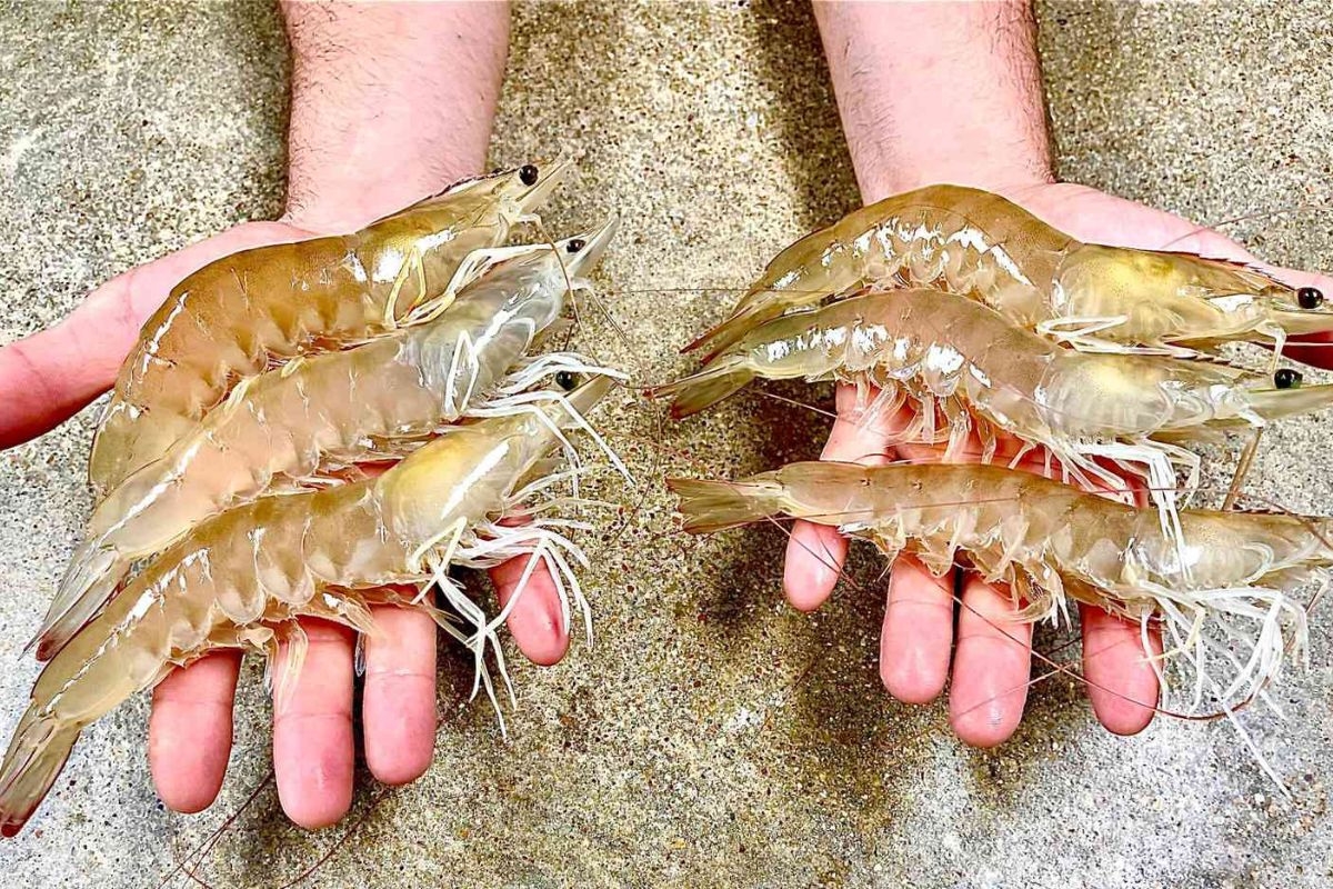 Tôm thẻ có vỏ mỏng đặc trưng, màu xanh hoặc vàng nhạt